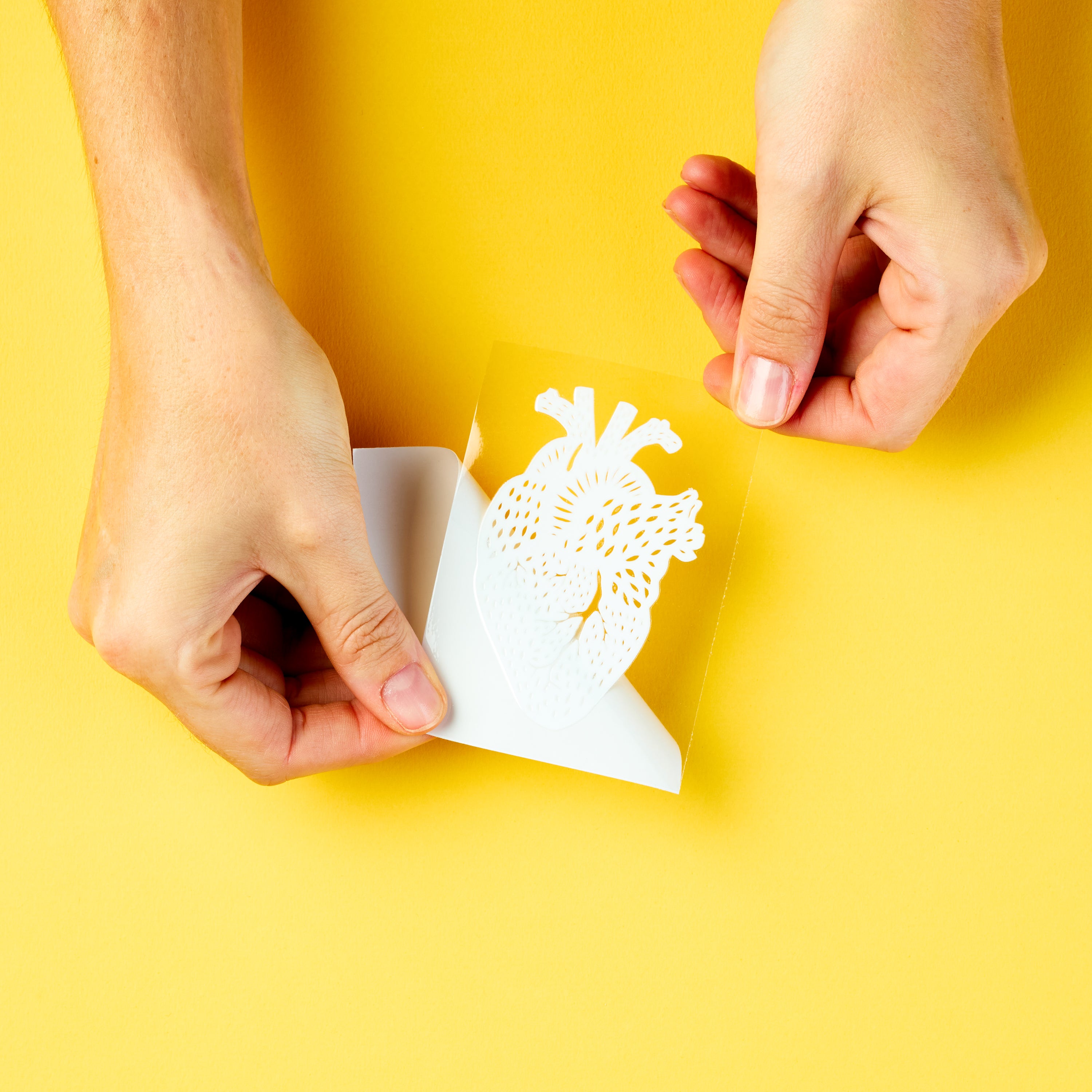 Heart Anatomy vinyl sticker