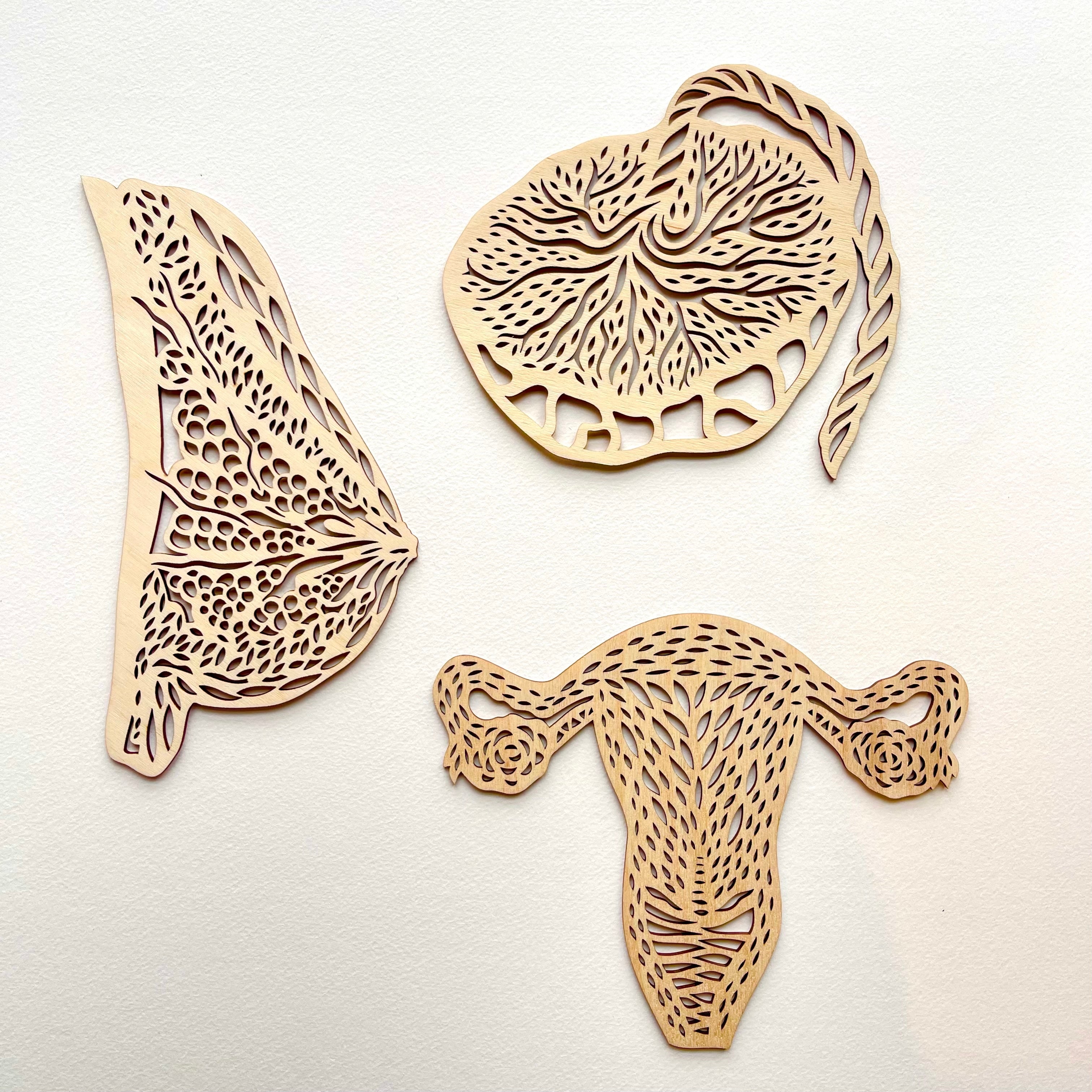Anatomical Uterus, Breast and Placenta Wooden Mounted