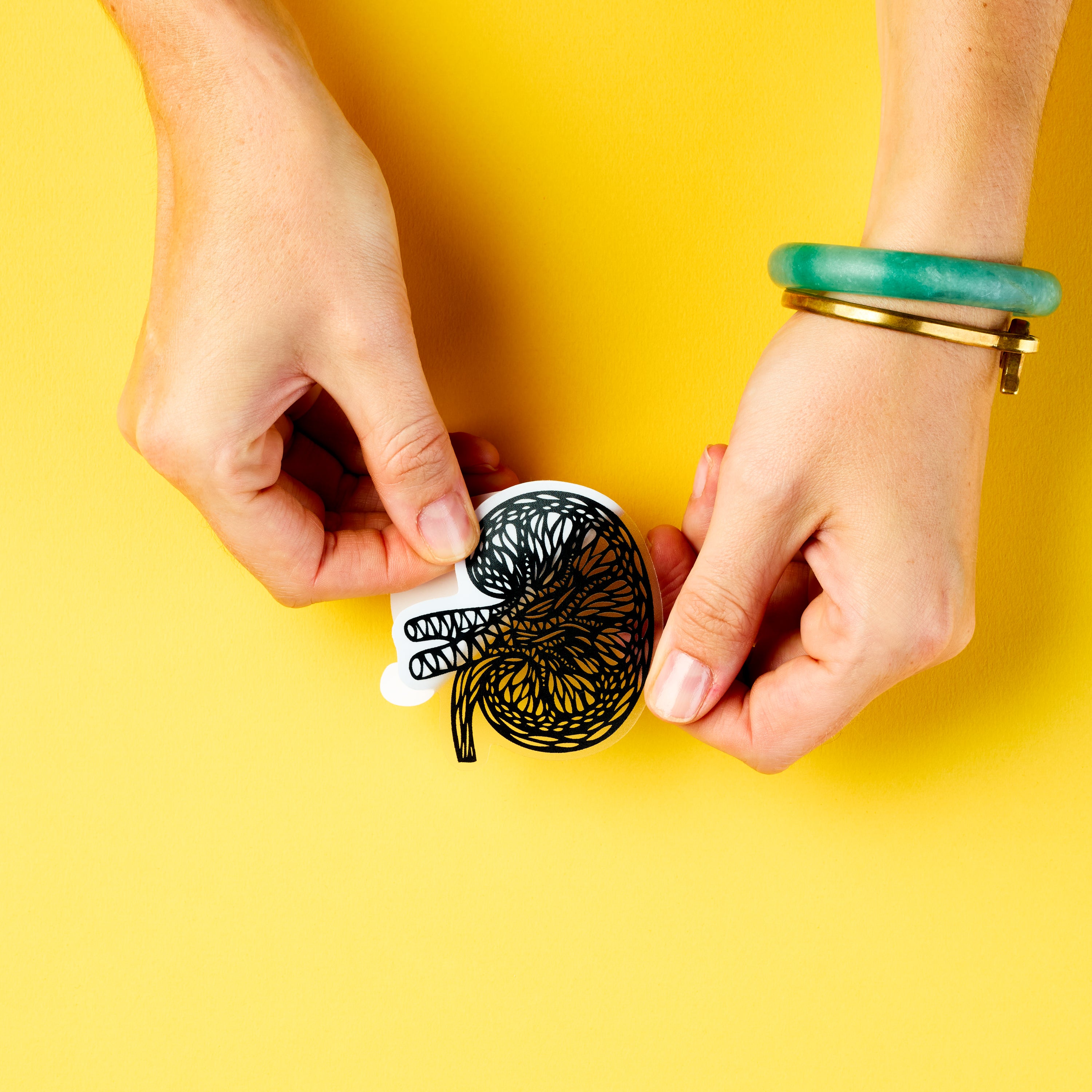 Kidney Anatomy Vinyl Sticker