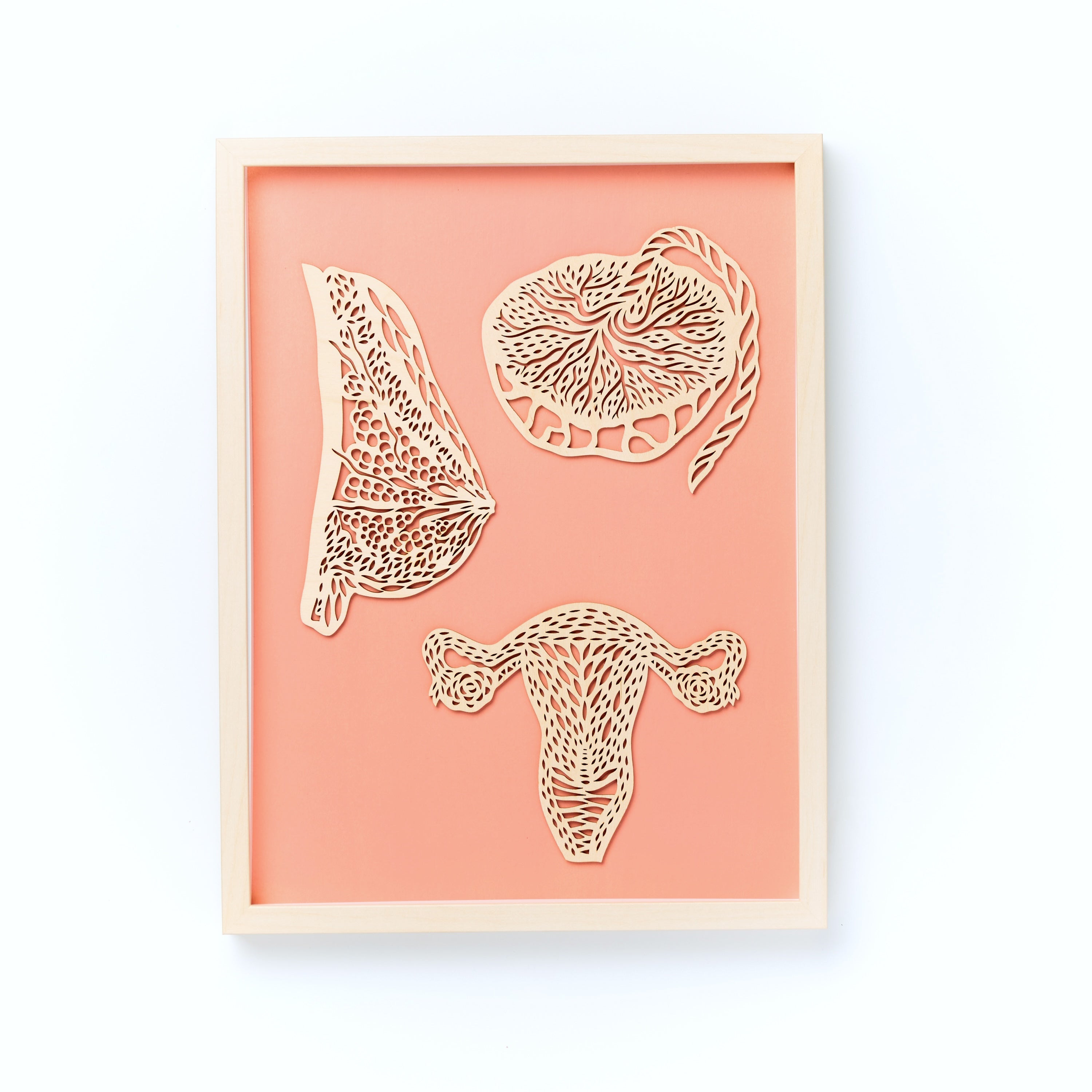 Anatomical Uterus, Breast and Placenta Wooden Mounted