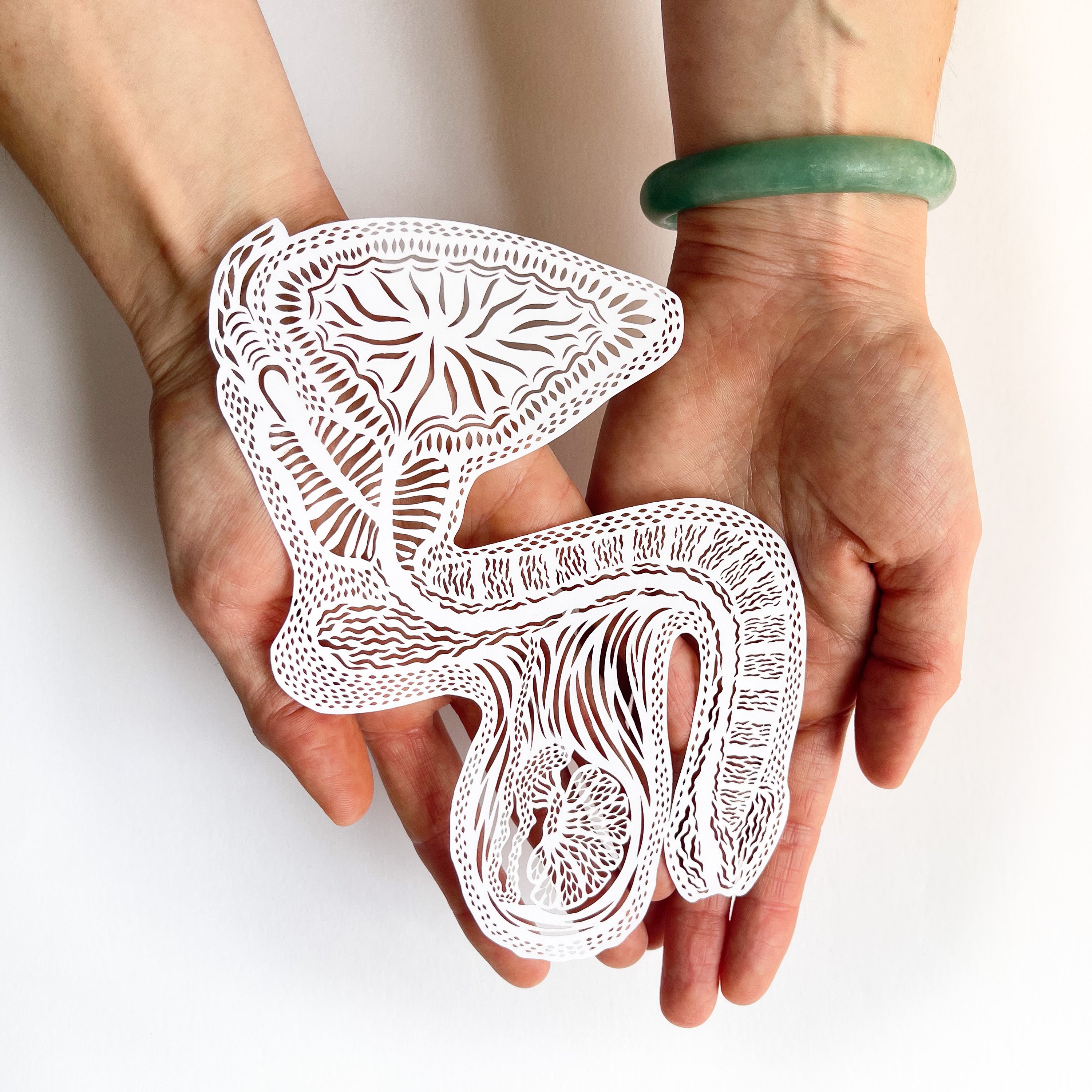 Anatomical Penis/Testicle Papercutting Artwork