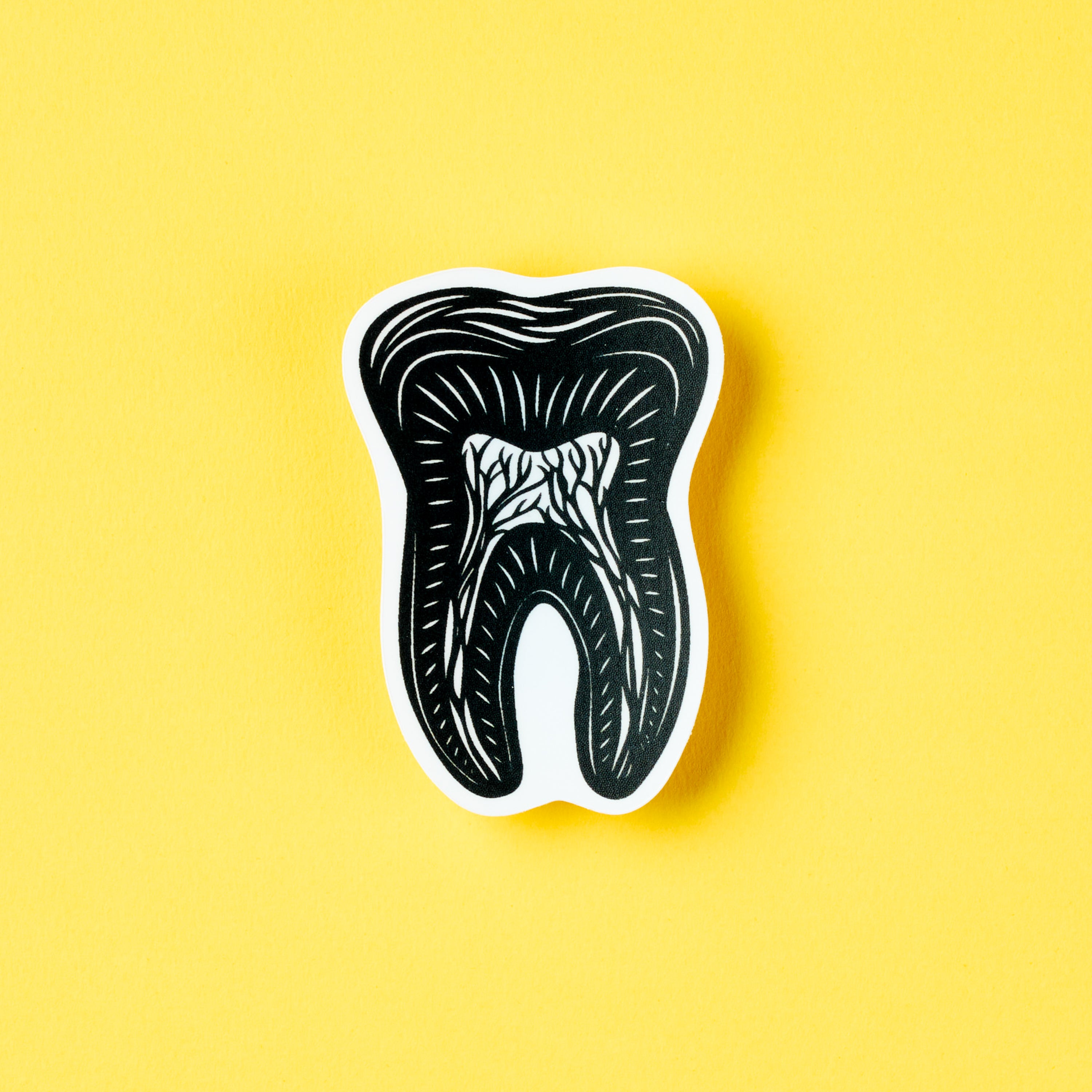Tooth Anatomy sticker