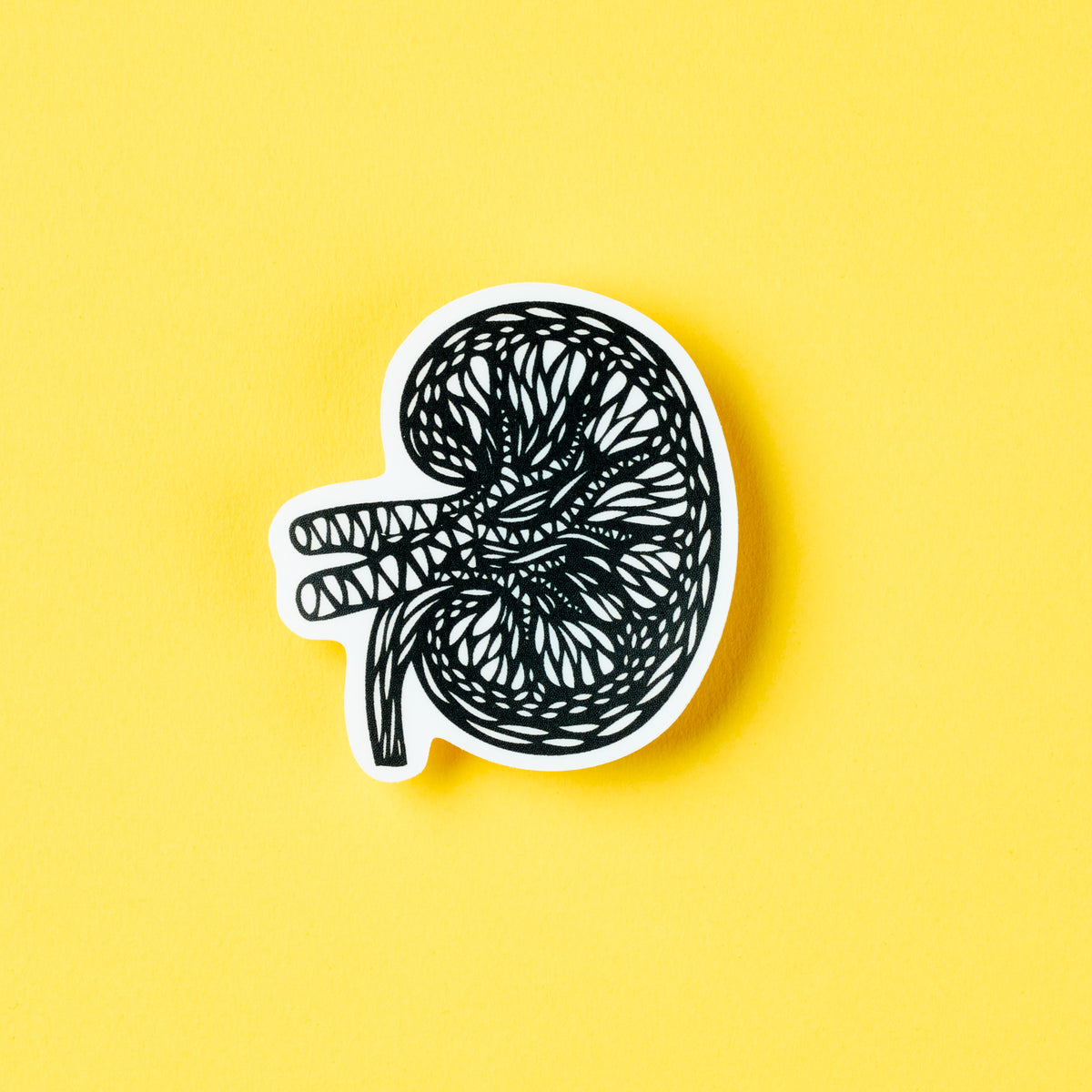 Kidney Anatomy Vinyl Sticker | Light + Paper