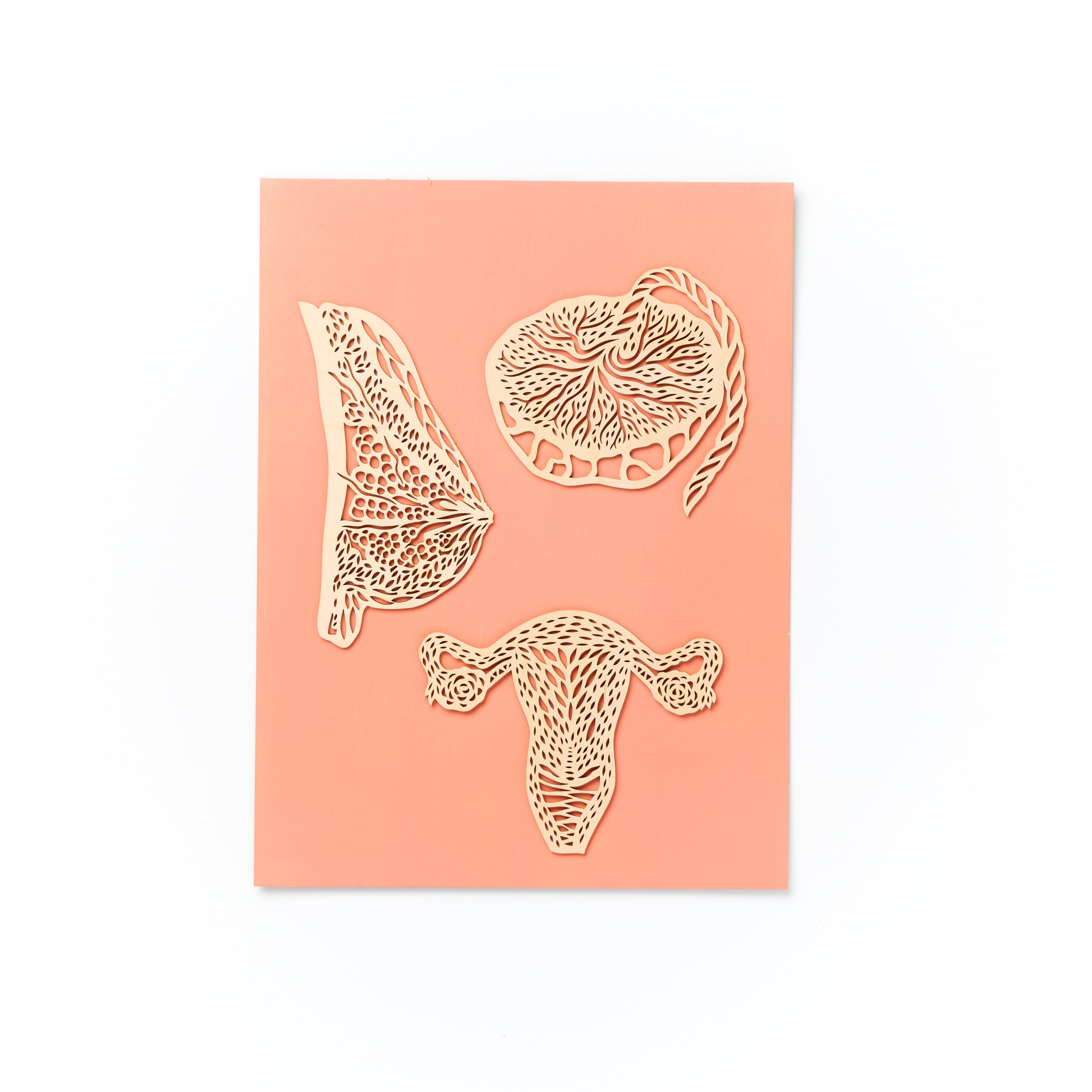 Anatomical Uterus, Breast and Placenta Wooden Mounted