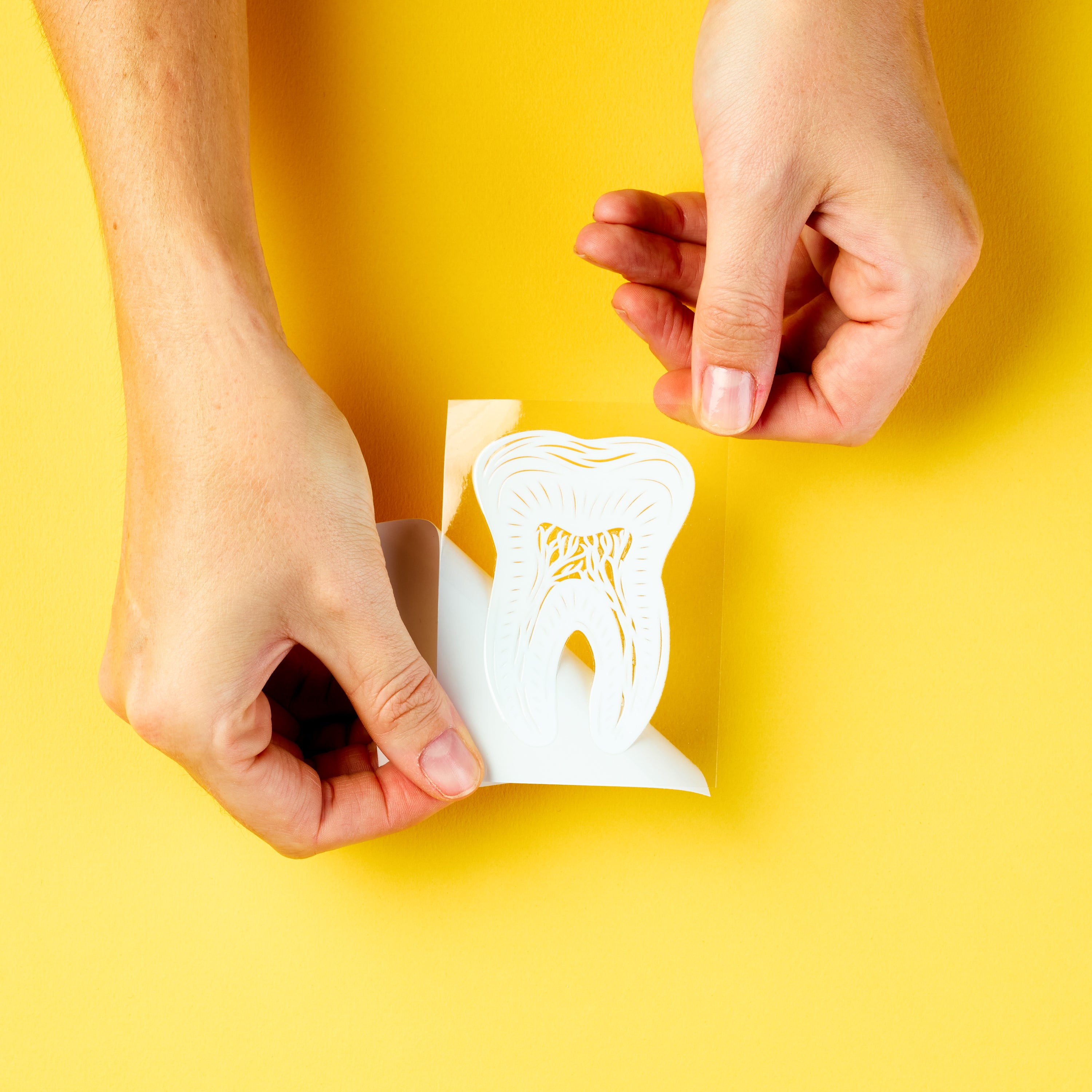 Tooth Anatomy sticker