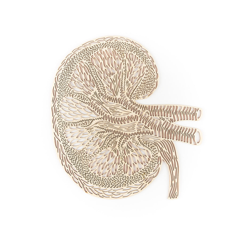 Anatomical Kidney Wooden Artwork