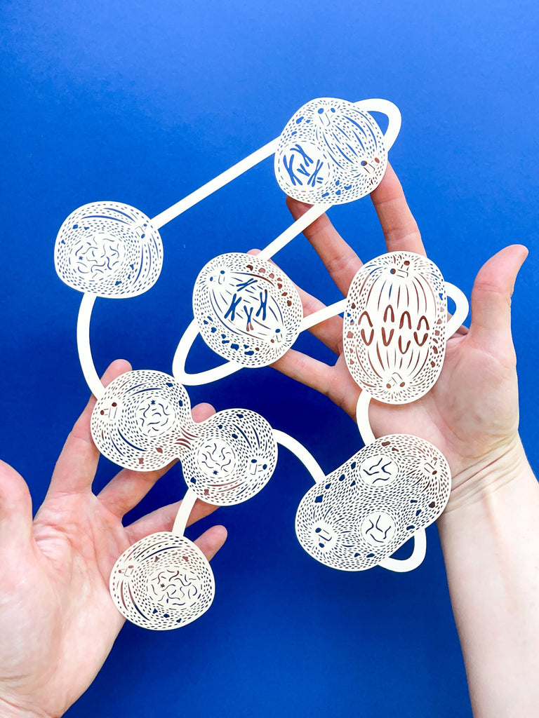 Mitosis Abstract Papercutting
