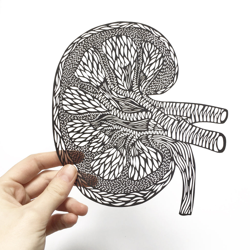 Anatomical Kidney Papercutting Artwork